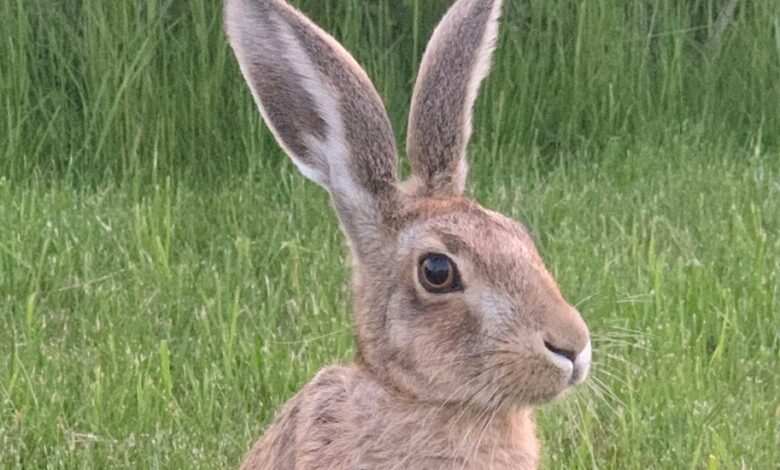 Book Review: ‘Raising Hare,’ by Chloe Dalton Book Review: ‘Raising Hare,’ by Chloe Dalton