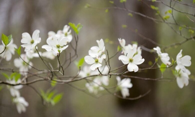 Apr 10 | Poetry Talk: Healing Through Poetry Apr 10 | Poetry Talk: Healing Through Poetry