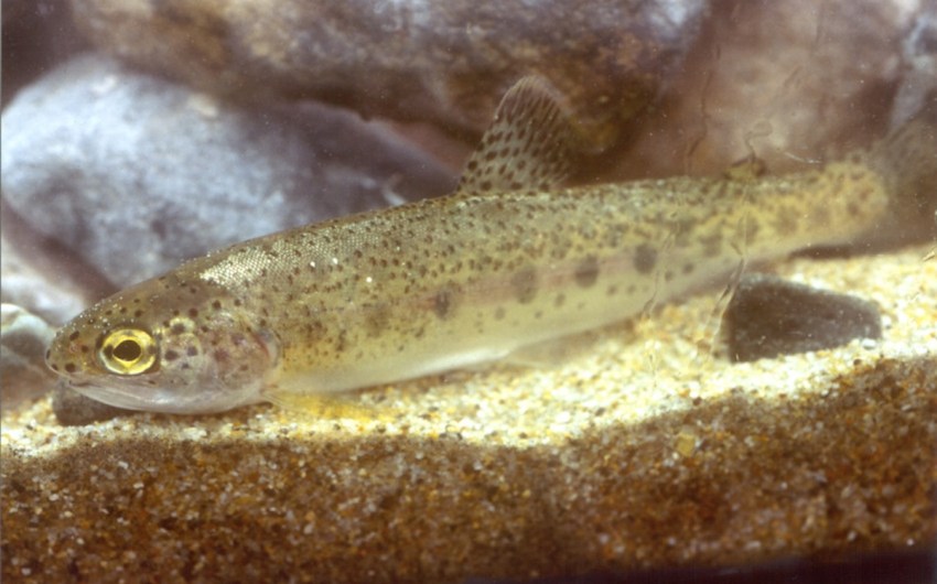 Endangered Steelhead That Survived Palisades Fire Spawn in Santa Barbara County