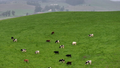 Q&A: Michael Grunwald on his new book, ‘We Are Eating the Earth’