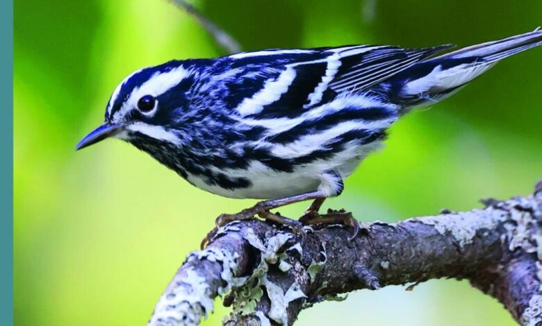 Sheffield author’s ‘Birds of New England’ is a guide for beginners and experts alike | Books Sheffield author’s ‘Birds of New England’ is a guide for beginners and experts alike | Books