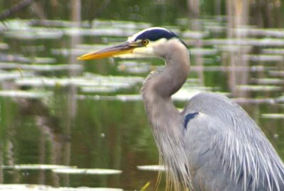 Great Blue Heron in Union Bay wetlands